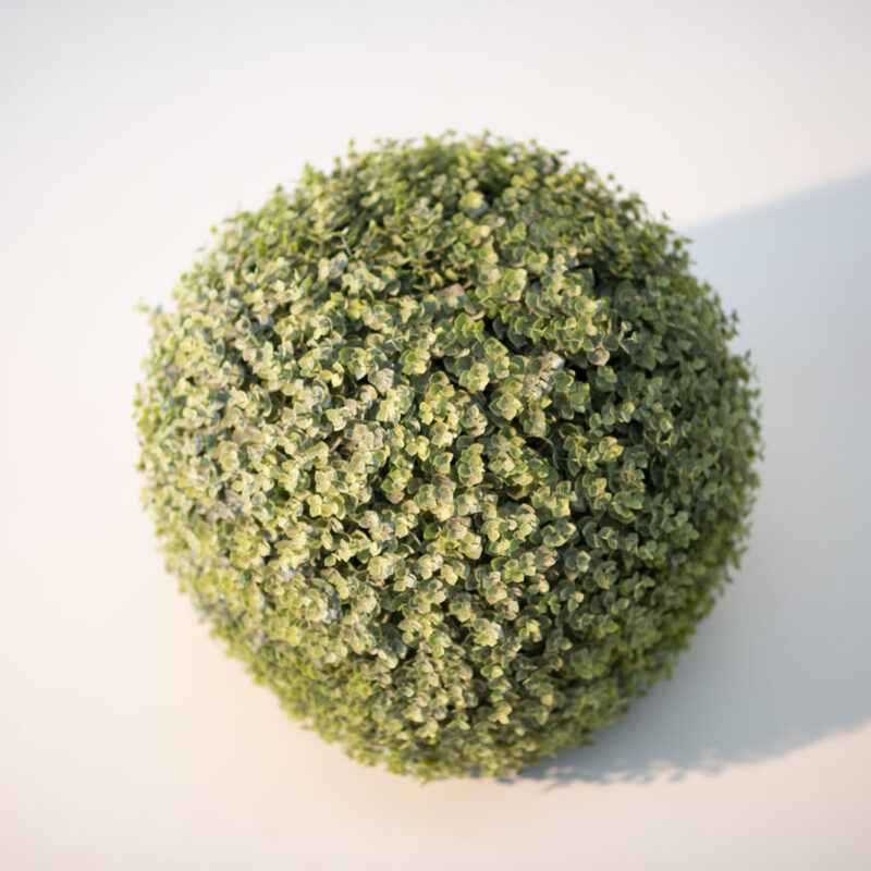 PIANTA SFERA DI BOSSO