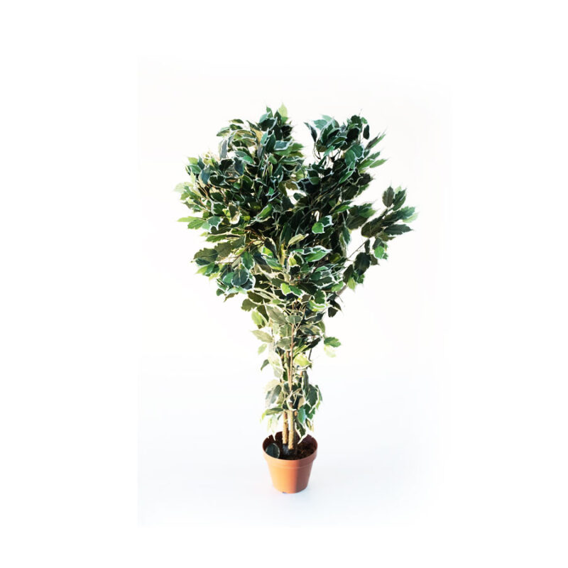 PIANTA FICUS BENJAMIN VARIEGATO